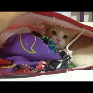 Meet your Posher, Diana